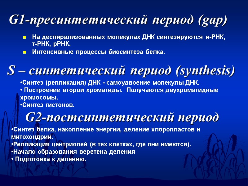 G1-пресинтетический период (gap)   На деспирализованных молекулах ДНК синтезируются и-РНК, т-РНК, рРНК. Интенсивные